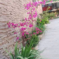 سرایدار مدرسه