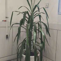 فروش گل آپارتمانی