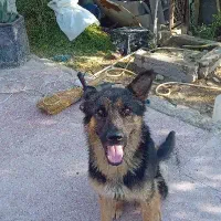 سگ ژرمن ورک