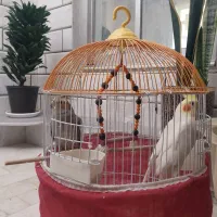 عروس هلندی نر و ماده