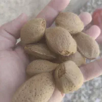 بادام ابی تازه دو مغز