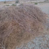 کاه گندم  زابل