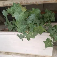 گلدان سفالی