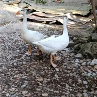 حیوانات پرنده