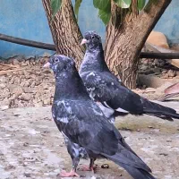 تعدادی کفتر فروشی همه با هم