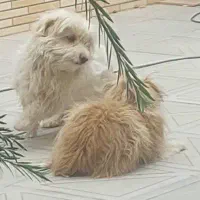 سگ خونگی|سگ|راور, |دیوار