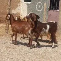 بز و بزغاله فروشی