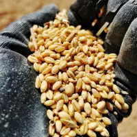 فروش 3 تن گندم پیشگام درجه یک