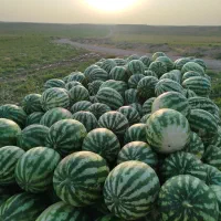 هندوانه شیرین مغان