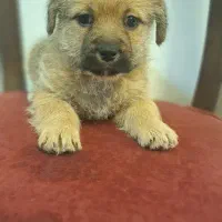 سگ باهوش و شیطون