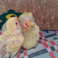طوطی برزیلی سرلاکی