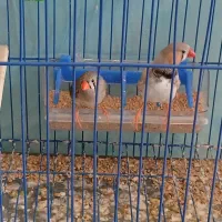 دوعدد فنچ کینگ وزبرا نرو ماده تخم گذار