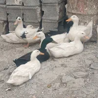 اردک ایرانی