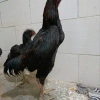 اوشامو