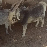 بز چپش پازن
