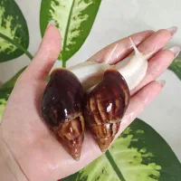 حلزون افریقایی