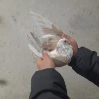 کفتر گرفتی ۱۳ طبقه