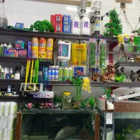 ماهی|ماهی|تربتحیدریه, حسنی بالا|دیوار