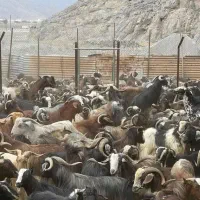 فروش بز بزغاله چپش و چپش بز و قصر بز