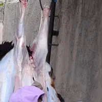 ،شیشک قصر جهت قربانی