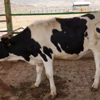 گاو گوساله تلیسه ماده
