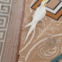 پرنده|پرنده|گلپایگان, |دیوار