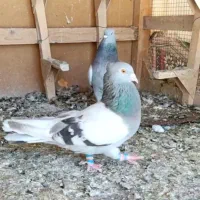 دم سفید|پرنده|شیراز, شهرک گلستان|دیوار
