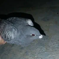 کبوتر نه. گنجه فروشیه