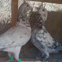 سار و سوسکی   کفتر رنگه