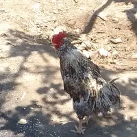 خروس گلیم سالم و سرحال