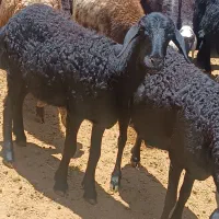 ۳۲۳