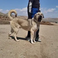 سگ پژدر