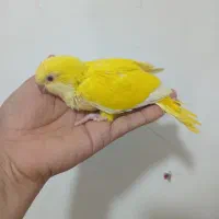 راهب لوتینو سرلاکی