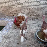 فروش