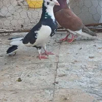 پرنده کبوتر ابلغ کاکول