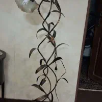 آباژور