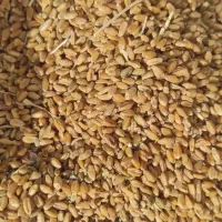 گندم|عمدهفروشی|برازجان, |دیوار