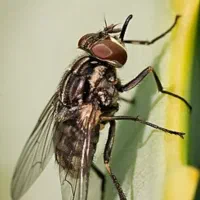 یک fly