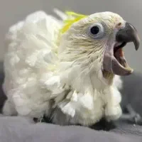 جوجه کاکادو و ماکائو و کاسکو  سرلاکی و دانه خور