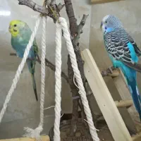 دو جفت مرغ عشق