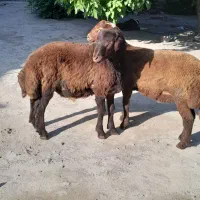 بره ها مناسب قربانی و نگهداری