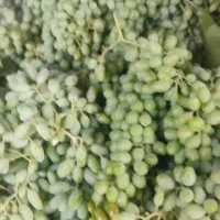 غوره فخری خالص، ترش و آبدار