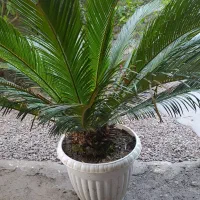 سیکاس|گل و گیاه طبیعی|لاهیجان, آهندان|دیوار