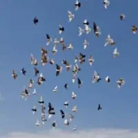 40 عدد کبوتر