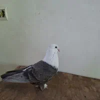 مخملی ماده
