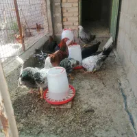 مرغ و خروس