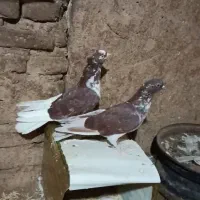 کفتر پرشی