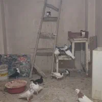 کبوتر  یه جایی