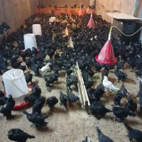مزرعه نیمچه  مرغ و خروس  نیاکان
