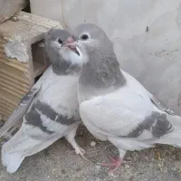 کبوتر
